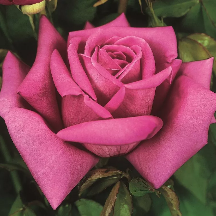 Rose Ibridi di Tea - Rosa - Senteur Royale - Produzione e vendita on line di rose da giardino
