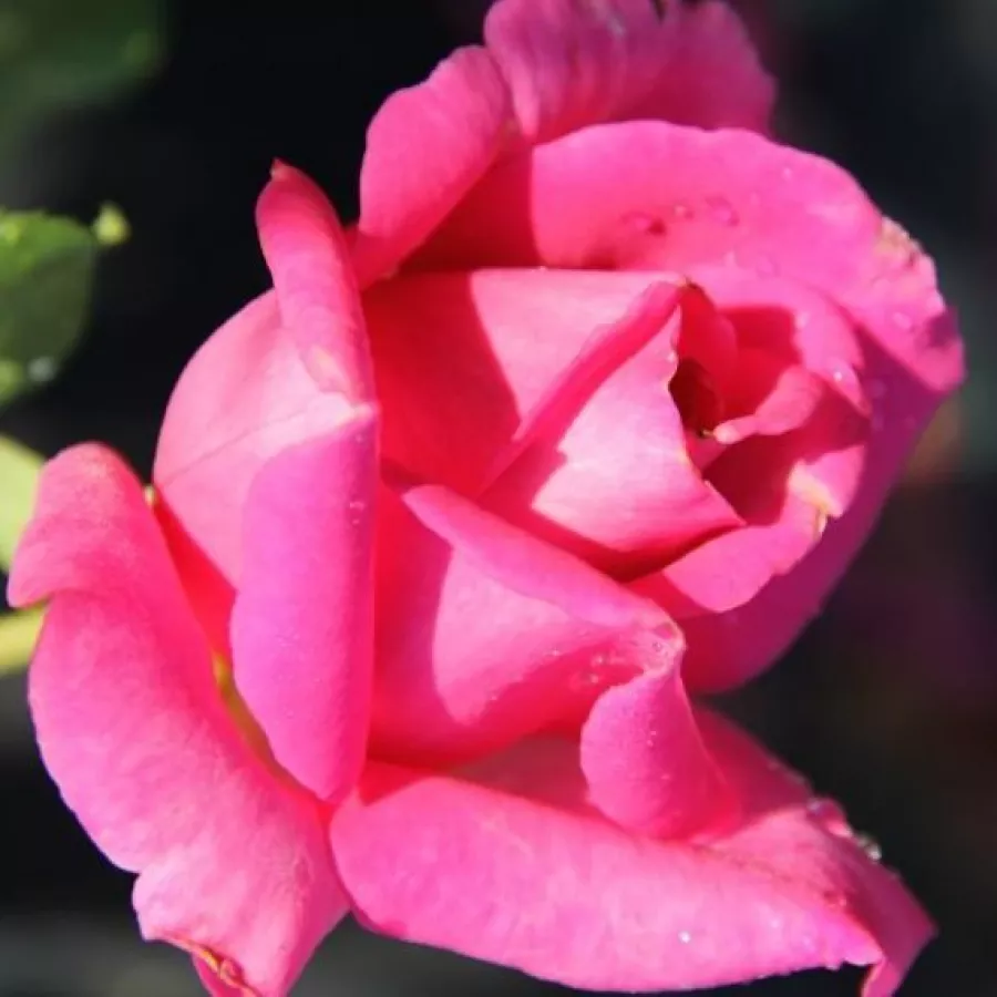 Rosa de fragancia intensa - Rosa - Senteur Royale - Comprar rosales online