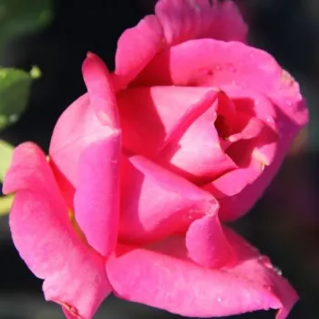 Rosa Senteur Royale - roz - trandafiri pomisor - Trandafir copac cu trunchi înalt – cu flori teahibrid