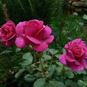 Rosa con tonos morado - árbol de rosas híbrido de té – rosal de pie alto - rosa de fragancia intensa - melocotón