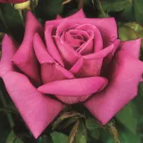 Rózsaszín - intenzív illatú rózsa - barack aromájú - Online rózsa vásárlás - Rosa Senteur Royale - teahibrid rózsa