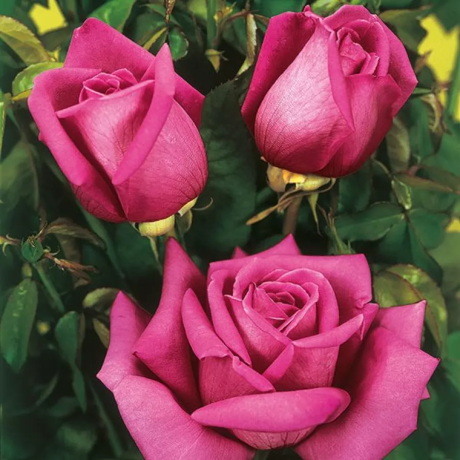 Rose - Rosier - Senteur Royale - rosier en ligne pépinières