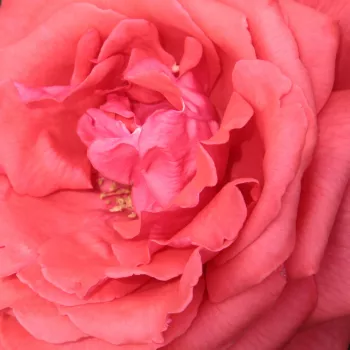 Online rózsa vásárlás - narancssárga - virágágyi grandiflora - floribunda rózsa - Fragrant Cloud - intenzív illatú rózsa - fahéj aromájú - (75-100 cm)