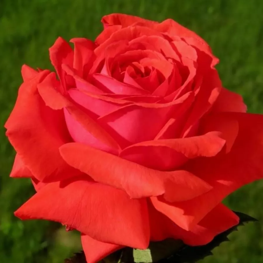 Rose Grandiflora - Floribunda - Rosa - Fragrant Cloud - Produzione e vendita on line di rose da giardino