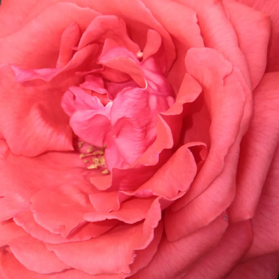 Grandiflora - Floribunda - Roza - Fragrant Cloud - Na spletni nakup vrtnice
