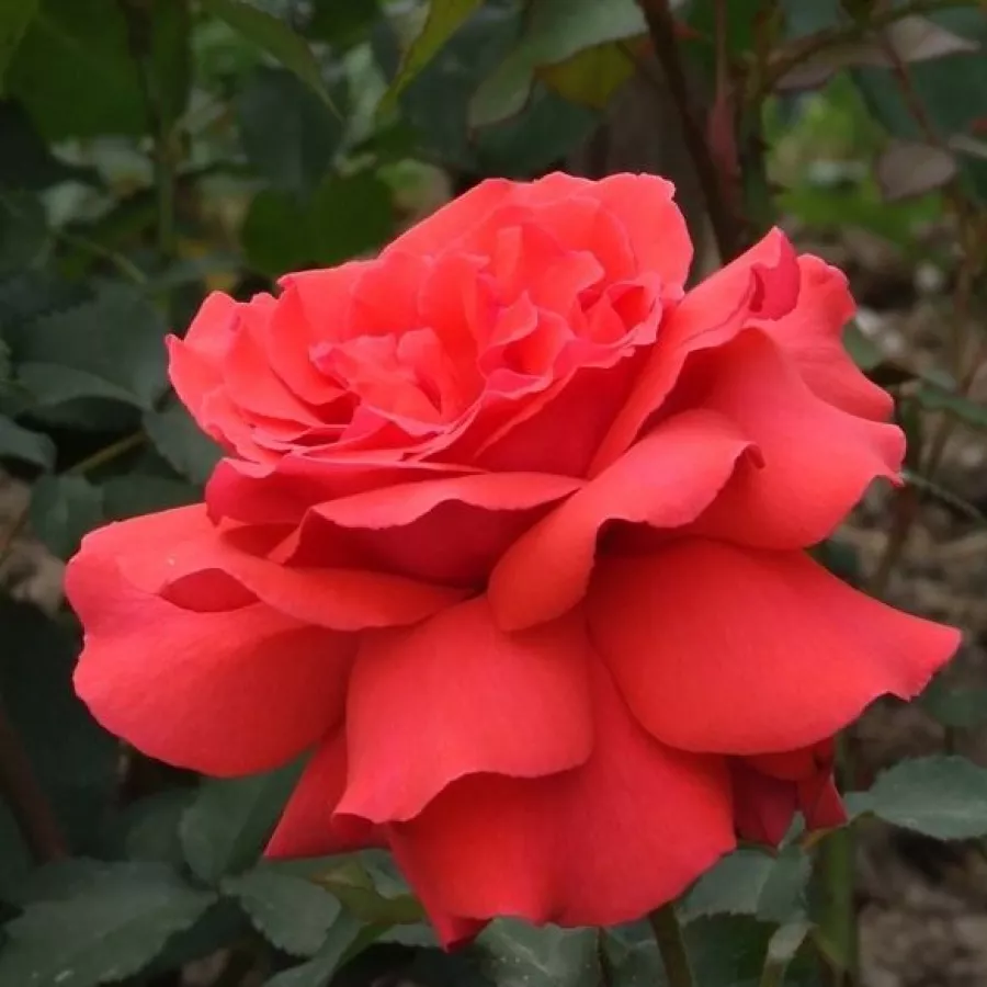120-150 cm - Róża - Fragrant Cloud - 