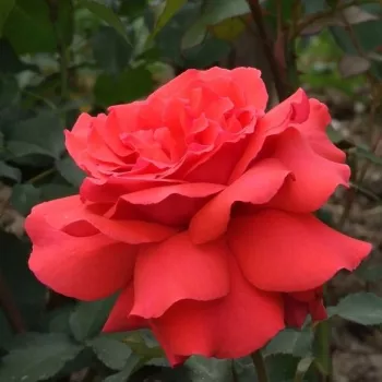 Pomarańczowy lub pomarańczowo-czerwony - róża pienna - Róże pienne - z kwiatami hybrydowo herbacianymi