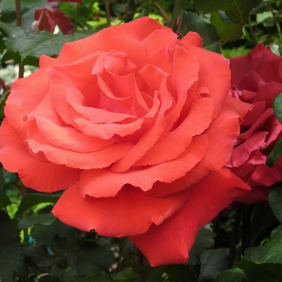Rose Grandiflora - Floribunda - Rosa - Fragrant Cloud - produzione e vendita on line di rose da giardino