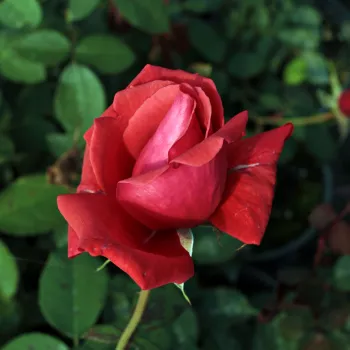 Rosa Fragrant Cloud - naranča - Floribunda - grandiflora ruža