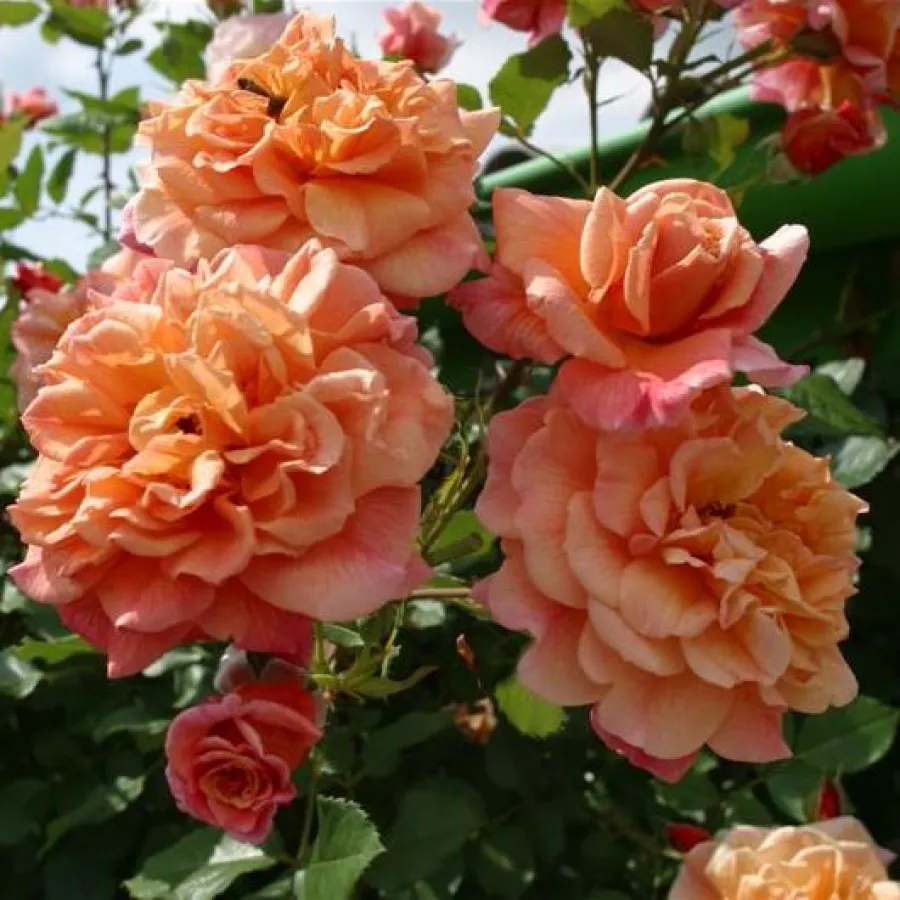 Różowy - Róża - Aloha® - Szkółka Róż Rozaria