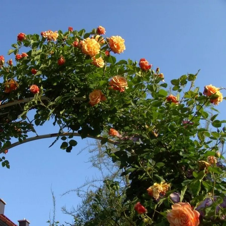 KORwesrug - Róża - Aloha® - Szkółka Róż Rozaria