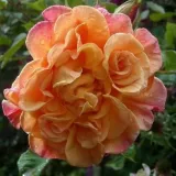 Rose - rosier haute tige - Rosa Aloha® - parfum discret