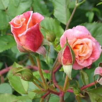 Rosa Aloha® - rosa - rosales de árbol - Árbol de Rosas Inglesa
