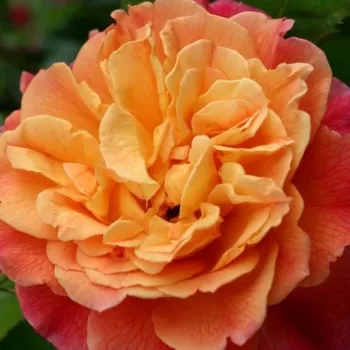 Online rózsa webáruház - rózsaszín - magastörzsű rózsa - angolrózsa virágú - Aloha® - diszkrét illatú rózsa - centifólia aromájú