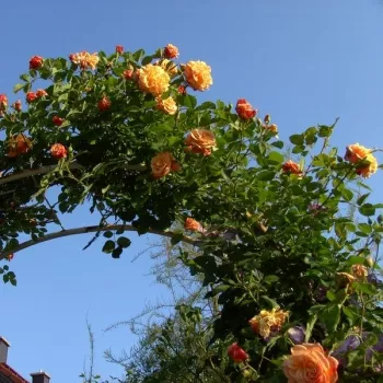 Barackrózsaszín - climber, futó rózsa - diszkrét illatú rózsa - centifólia aromájú