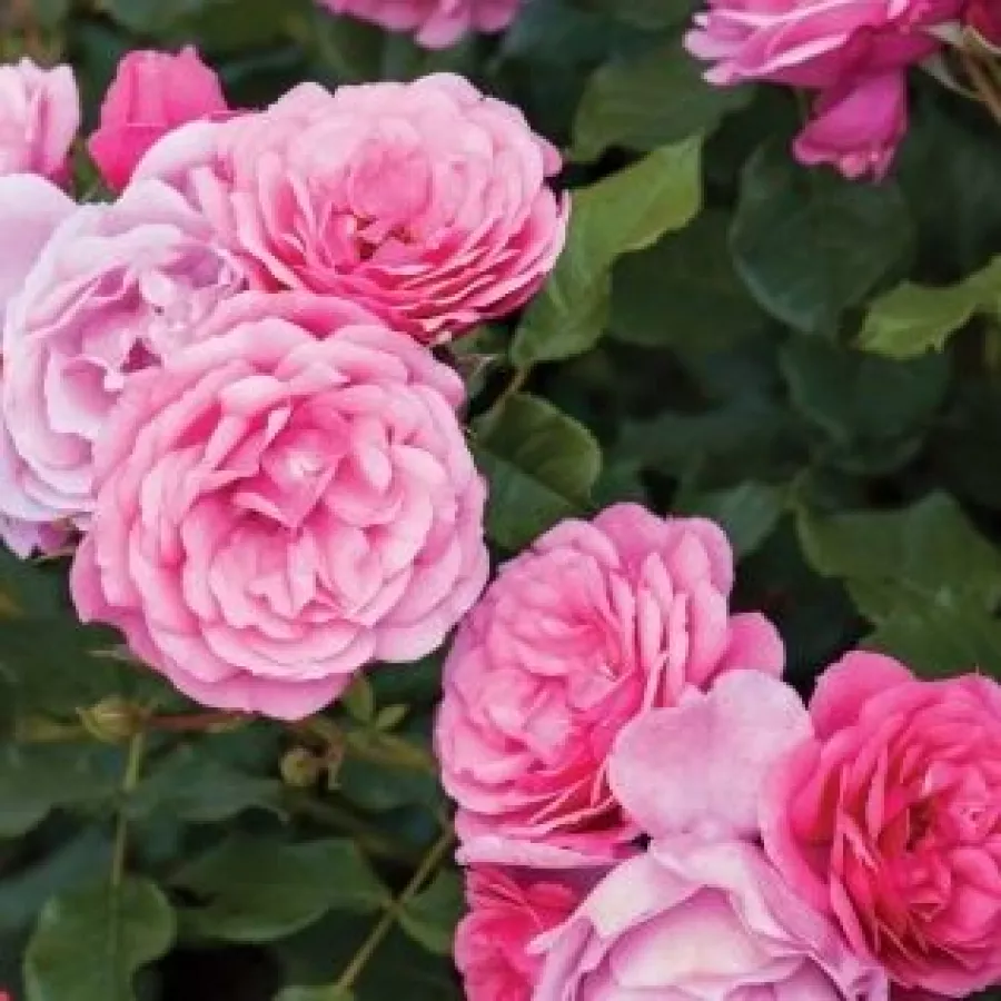 Diszkrét illatú rózsa - Rózsa - Dunav™ - kertészeti webáruház