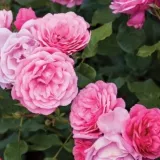 Rózsaszín - Rosa Dunav™ - virágágyi floribunda rózsa - online rózsa vásárlás - diszkrét illatú rózsa - tea aromájú