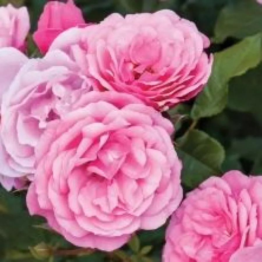 Vrtnica floribunda za cvetlično gredo - Roza - Dunav™ - vrtnice - proizvodnja in spletna prodaja sadik