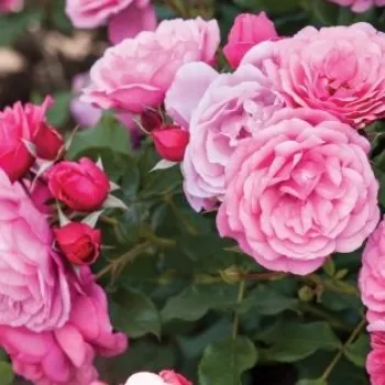 Rosa Dunav™ - rózsaszín - virágágyi floribunda rózsa