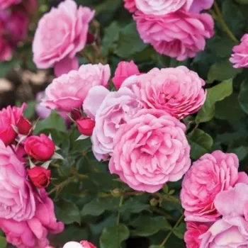 Világos rózsaszín - virágágyi floribunda rózsa - diszkrét illatú rózsa - tea aromájú
