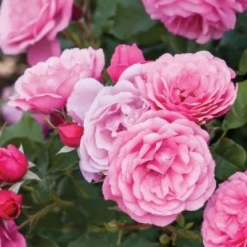 Online narudžba ruža - ruža floribunda za gredice - ruža diskretnog mirisa - aroma čaja - Dunav™ - ružičasta - (50-60 cm)