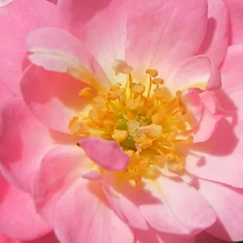 Online rózsa kertészet - rózsaszín - talajtakaró rózsa - Easy Cover® - nem illatos rózsa - (20-40 cm)