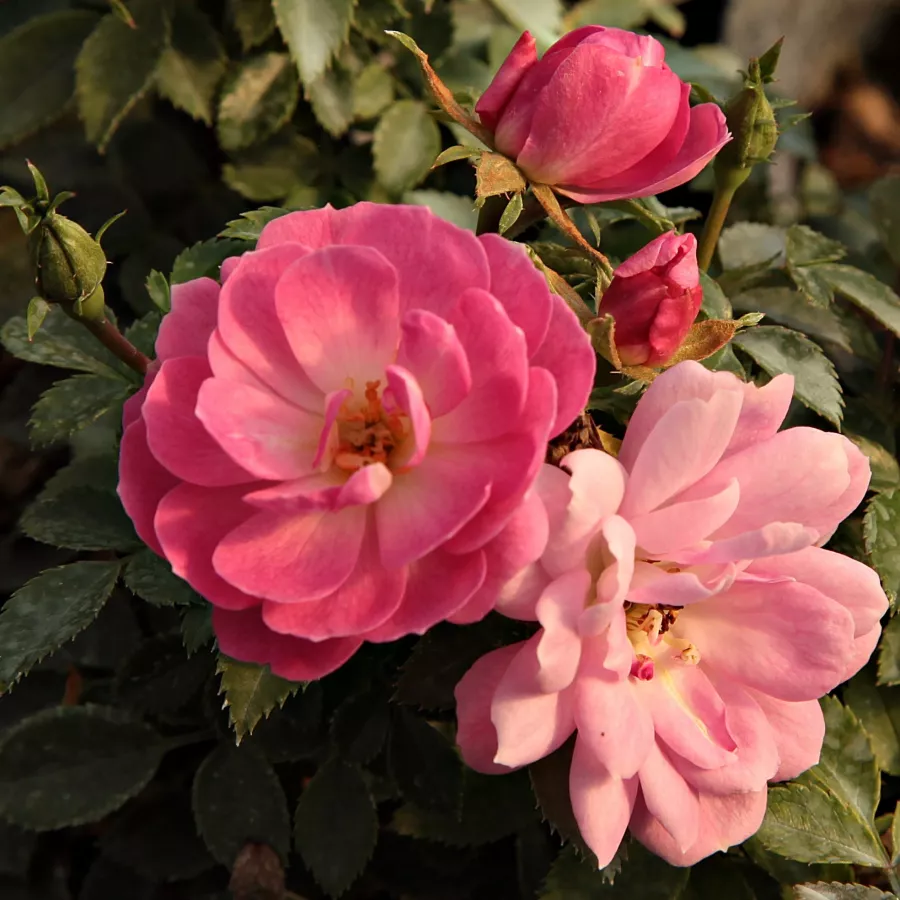 Różowy - Róża - Easy Cover® - Szkółka Róż Rozaria