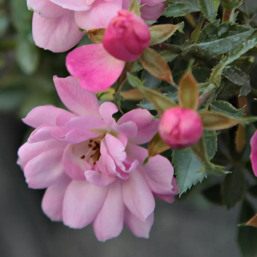 Stromčekové ruže - Stromková ruža s drobnými kvetmi - Ruža - Easy Cover® - 