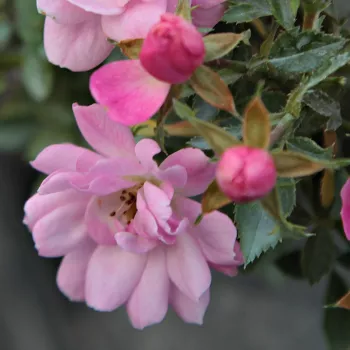 Rosa Easy Cover® - rosa - Árbol de Rosas Miniatura - rosal de pie alto- froma de corona llorona