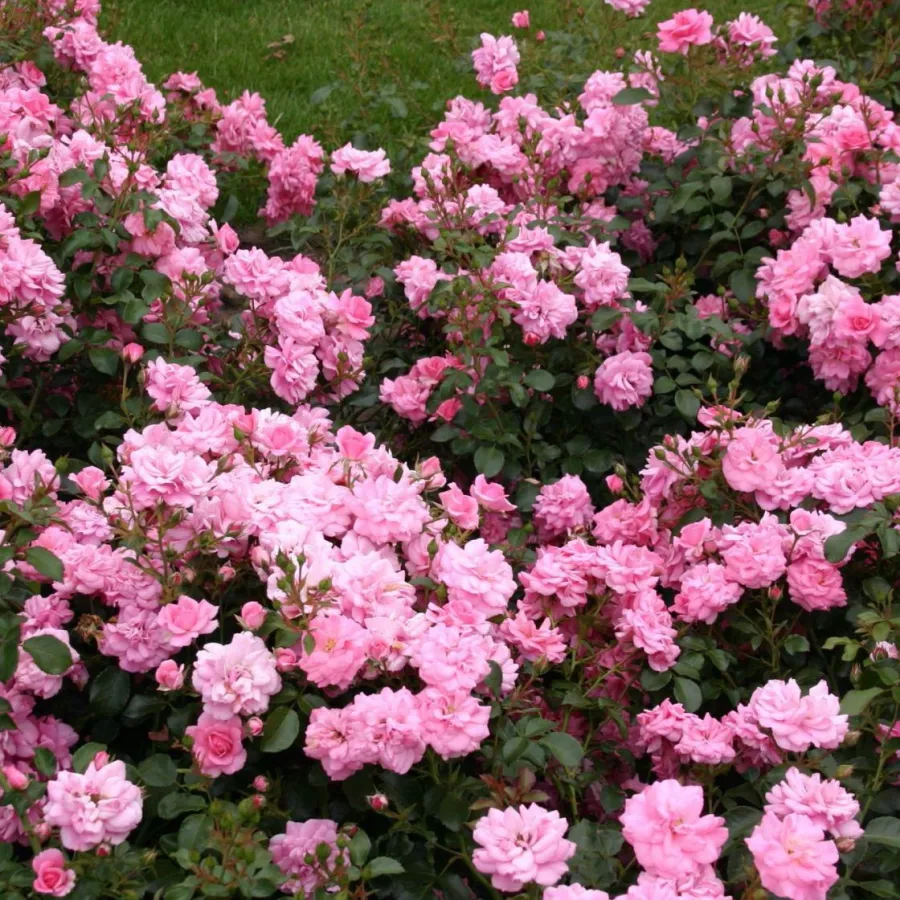 120-150 cm - Rosa - Easy Cover® - rosal de pie alto