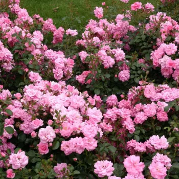 Világos rózsaszín - apróvirágú - magastörzsű rózsafa   (120-150 cm)