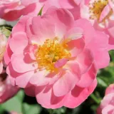 Pokrivači tla ruža - bez mirisna ruža - sadnice ruža - proizvodnja i prodaja sadnica - Rosa Easy Cover® - ružičasta