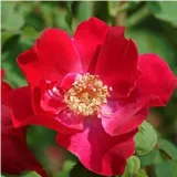 Vörös - vadrózsa - Online rózsa vásárlás - Rosa Eddie's Jewel - nem illatos rózsa