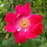 Rose Selvatiche - rosso - rosa non profumata - Rosa Eddie's Jewel - Produzione e vendita on line di rose da giardino