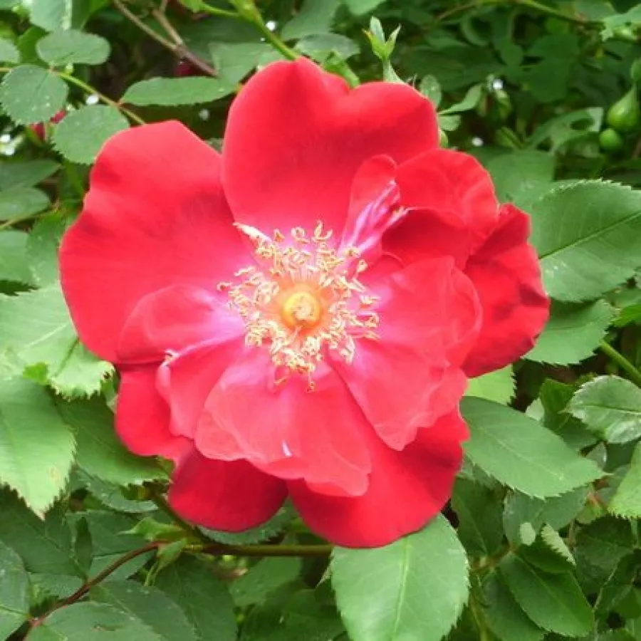 Czerwony - Róża - Eddie's Jewel - Szkółka Róż Rozaria