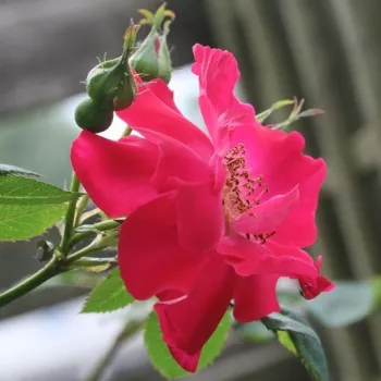 Rosa Eddie's Jewel - crvena - Divlja ruža