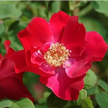Rojo - Árbol de Rosas Miniatura - rosal de pie alto- froma de corona llorona