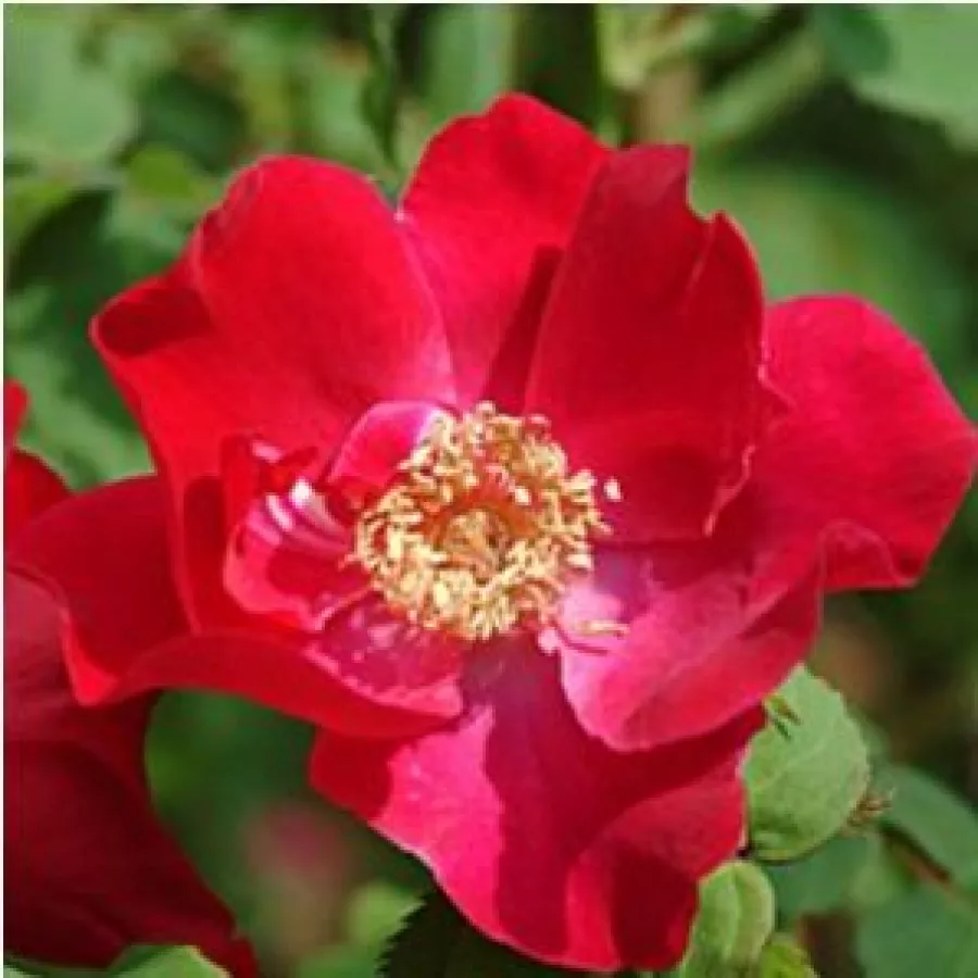 Fără parfum - Trandafiri - Eddie's Jewel - comanda trandafiri online