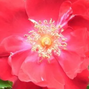 Naročanje vrtnic - Divje vrtnice - Vrtnica brez vonja - Eddie's Jewel - rdeča - (200-300 cm)