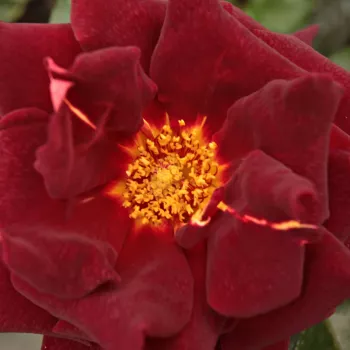 Rózsa kertészet - vörös - sárga - teahibrid rózsa - Eddy Mitchell® - intenzív illatú rózsa - málna aromájú - (50-60 cm)