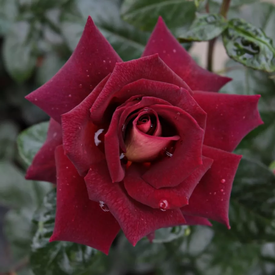 čajohybrid - Ruža - Eddy Mitchell® - Ruže - online - koupit