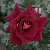 Ruža čajevke - crveno - žuto - intenzivan miris ruže - Rosa Eddy Mitchell® - Narudžba ruža