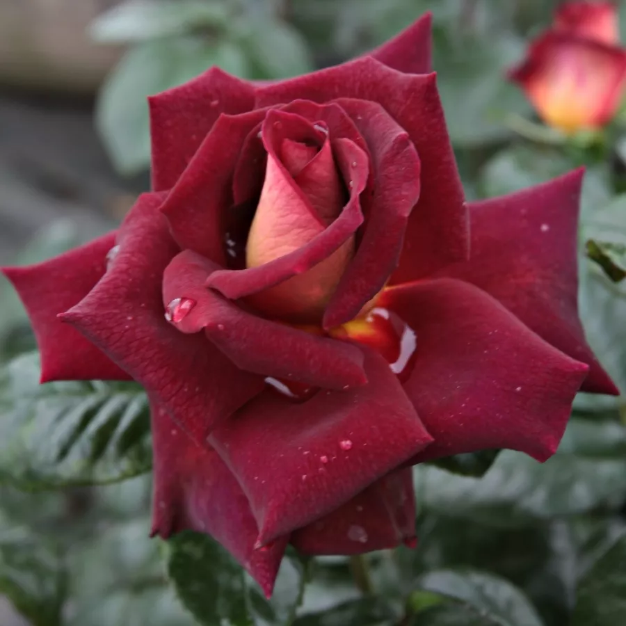 Czerwony żółty - Róża - Eddy Mitchell® - Szkółka Róż Rozaria