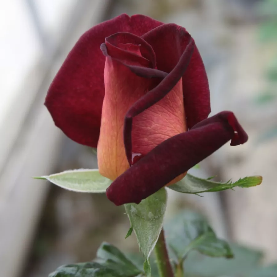 Róża z intensywnym zapachem - Róża - Eddy Mitchell® - Szkółka Róż Rozaria