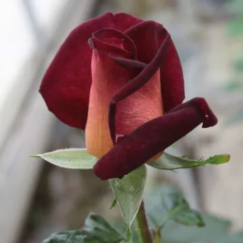 Rosa Eddy Mitchell® - roșu / galben - Trandafiri hibrizi Tea