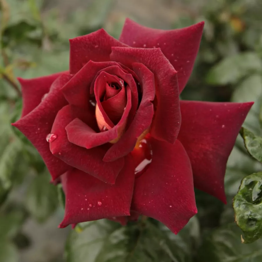 MEIrysett - Rózsa - Eddy Mitchell® - Online rózsa rendelés