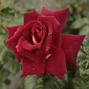 Bordó - sárga sziromfonák - teahibrid rózsa   (50-60 cm)