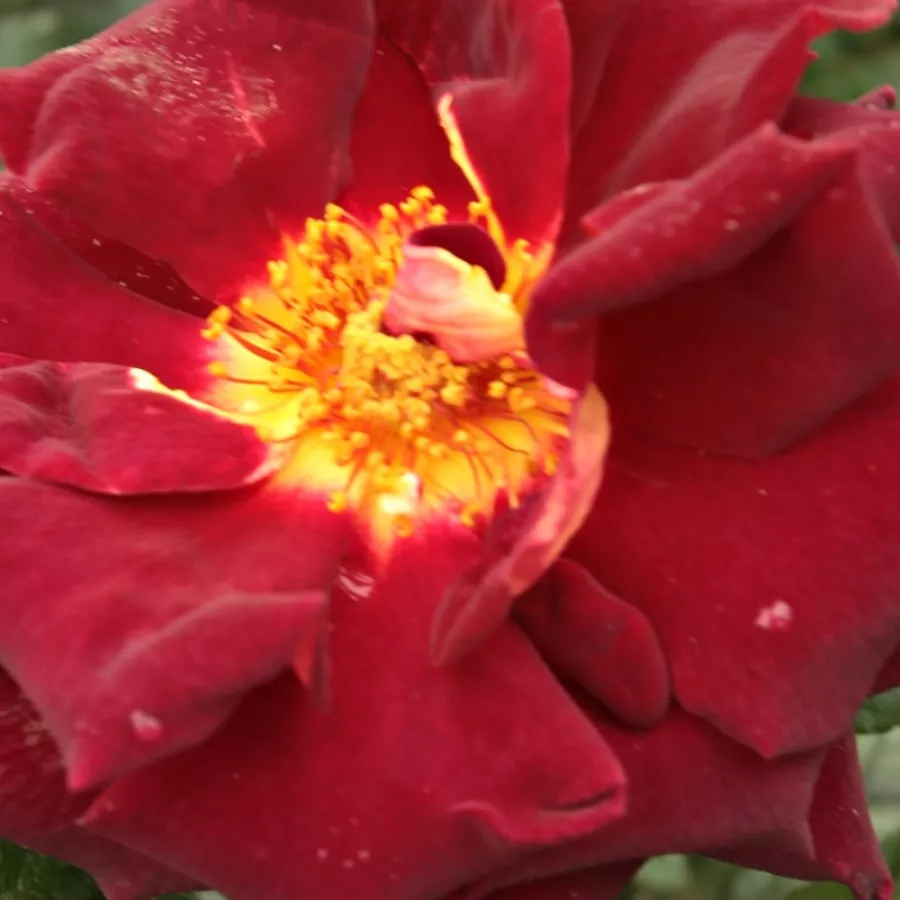 Hybrid Tea - Rosa - Eddy Mitchell® - Comprar rosales online