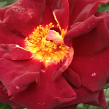 Online rózsa rendelés  - teahibrid rózsa - vörös - sárga - intenzív illatú rózsa - málna aromájú - Eddy Mitchell® - (50-60 cm)
