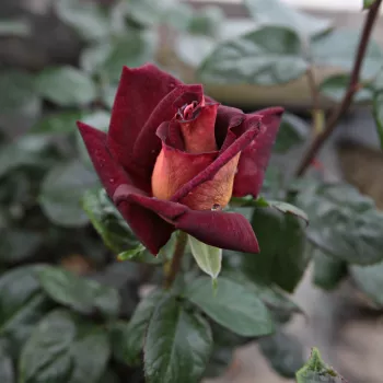 Rosa Eddy Mitchell® - rojo - amarillo - Árbol de Rosas Híbrido de Té - rosal de pie alto- forma de corona de tallo recto